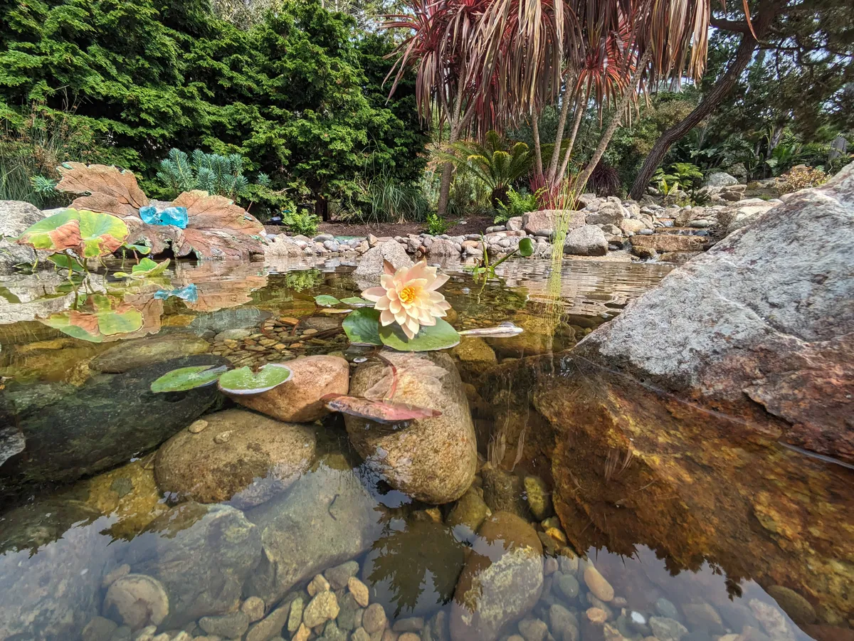 Coastal Koi & Lily Pond landscaping project in Capitola, CA