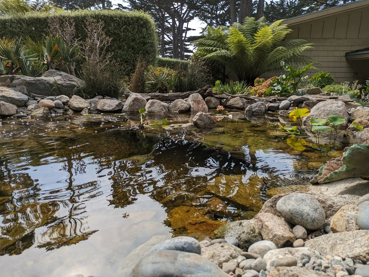 Coastal Koi & Lily Pond detail 3
