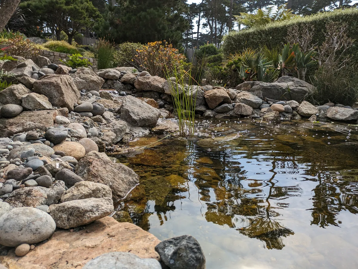Coastal Koi & Lily Pond detail 4