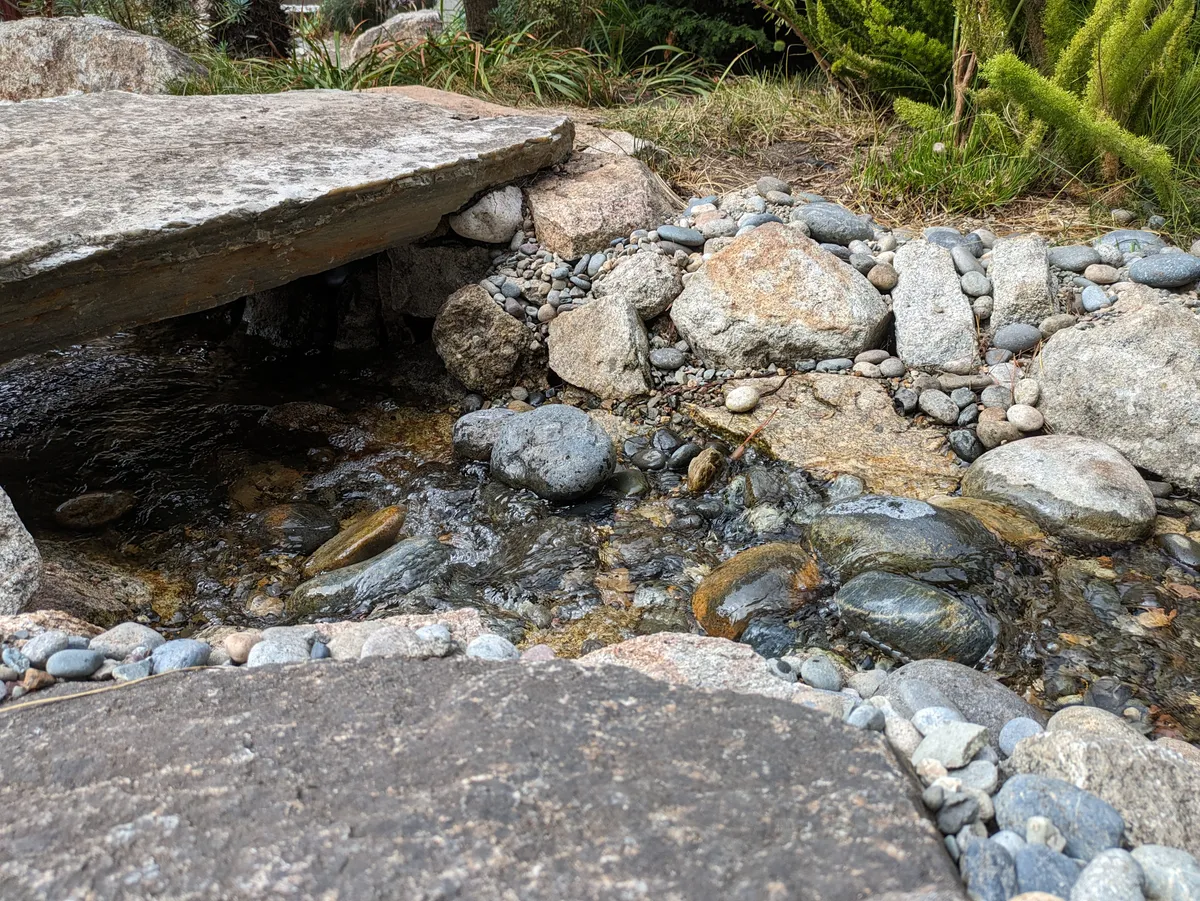 Coastal Koi & Lily Pond detail 6