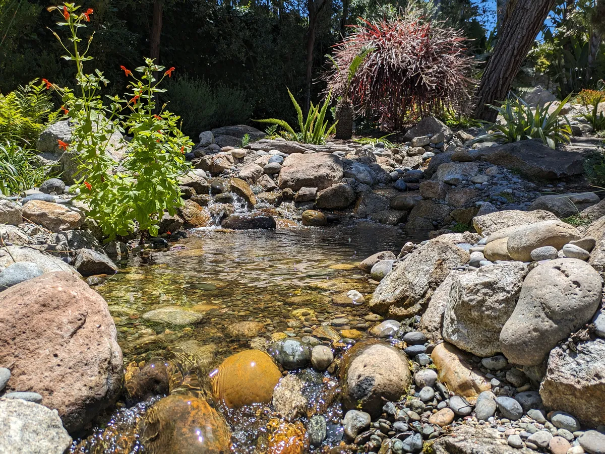 Coastal Koi & Lily Pond detail 7