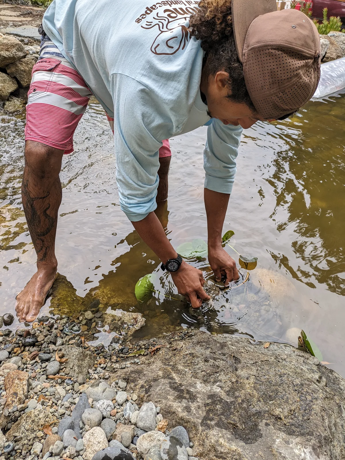 Juan tending a water plant barefoot in a pond