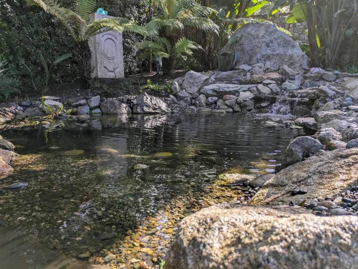 A natural swimming pond with clear water, hand-set stone edges, and tropical planting